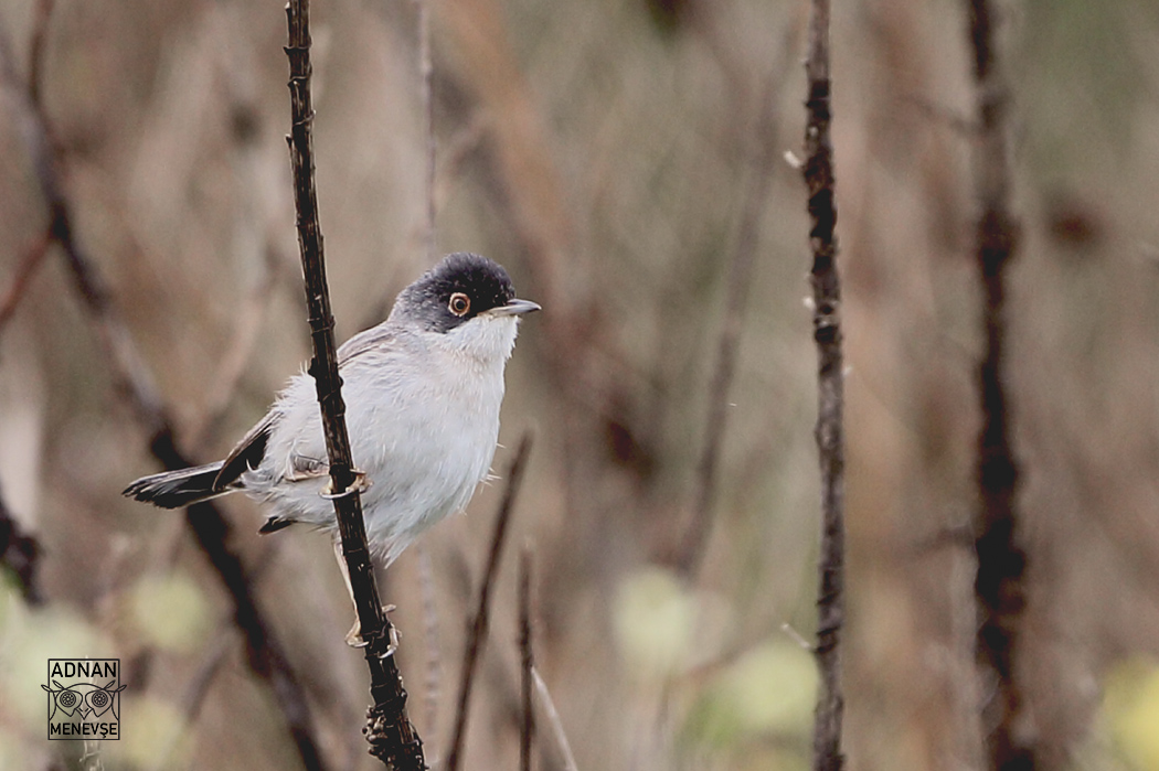 Menetries's Warbler
